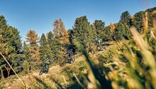 Golden Rides - Biken im Herbst am Zirbentrail und am Flüstertrail in der Bikeregion Serfaus Fiss Ladis in Tirol Österreich | © christianwaldegger.com