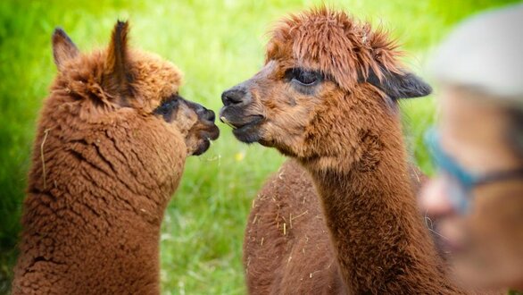 Alpaka Spaziergang | © alpkahofserfaus.com