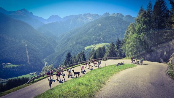 Alpaka Wanderung | © alpkahofserfaus.com