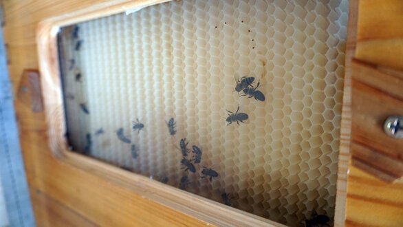 Bees