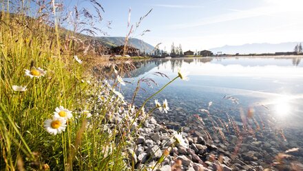 Högsee